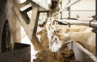 Tarwegistconcentraat vervangt eiwit in rantsoen melkgeiten