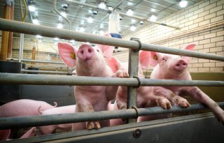 Vleesvarkens passen zich aan lichtsoort aan