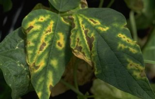 EU extra alert vanwege bacterie op bonenzaad