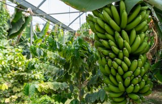 Teelt van tropisch fruit zit in de lift op Sicilië