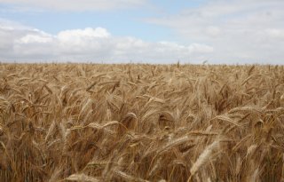 Sombere vooruitzichten voor marges Europese akkerbouwers