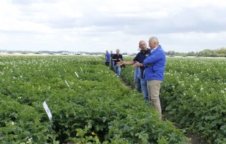 Nieuwe fritesrassen gebruiken minder stikstof