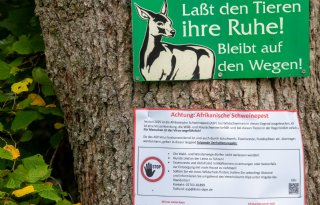 Risico's Afrikaanse varkenspest worden vaak nog onderschat