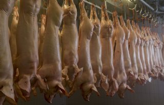 Verwerking van restvarkens vergt meewind