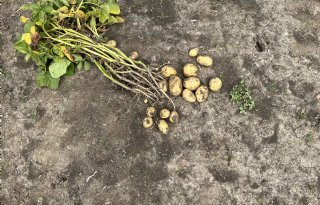 Belgische proefrooiing wijst op bescheiden aardappeloogst