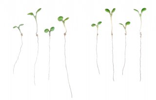 Bij warmte en droogte groeien plantenwortels tot 30 procent sneller