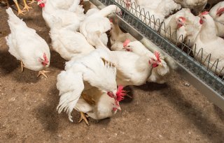 Succesfactoren opsporen bij stoppen met ingrepen ouderdieren