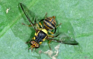 Belgische autoriteit vindt exotische fruitvlieg op lokale markt