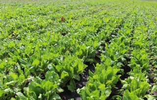 Code rood voor bladschimmels bij suikerbieten in het hele land