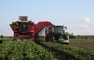 Knolselderijoogst komt vroeg op stoom in Zuidwest-Nederland