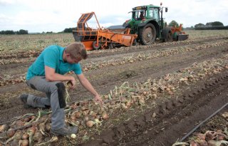 Brabantse teler oogst 135 ton plantuien van een hectare