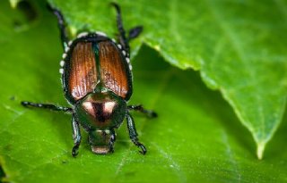 Organisaties informeren sector over Japanse kever