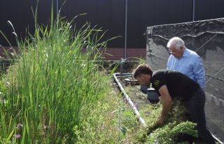 Oevervegetatie maakt sloten schoner in boomkweekregio Boskoop