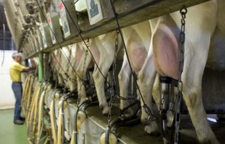 Fokkerij staat nog in de kinderschoenen op melkgeitenbedrijven