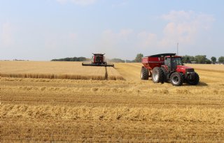 Rabo voorspelt aanhoudende prijsdruk op tarwemarkt