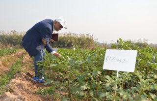 Nederlandse pieper verkommert in Punjab