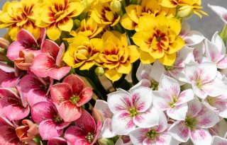 Kalanchoë is Assepoester onder de planten