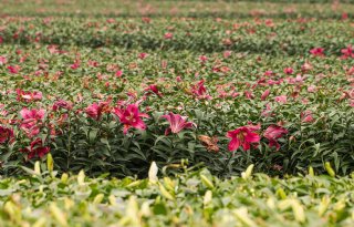 LTO Noord spreekt zich uit tegen dreigend sierteeltverbod in Friese gemeente