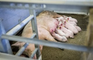 Uitloop biologische varkens telt niet mee bij vergoeding opkoopregeling