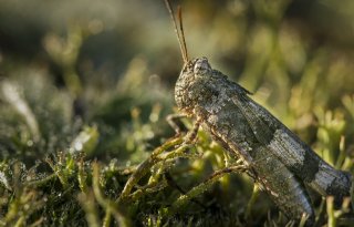 Nieuwe vijand voor boeren in Oekraïne, sprinkhanen bedreigen oogst