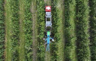 Gelderse teler zet elektrische plukmachine in bij pruimenoogst