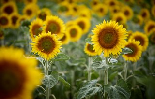 Zonnebloemen zijn meer dan mooi bloeiend gewas in de zomer