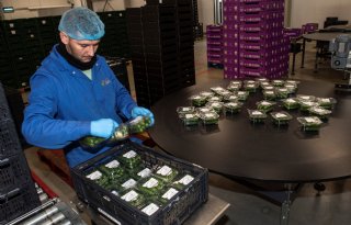 Supermarkten verkopen meer snackkomkommers