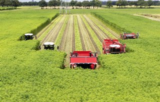 Vezelhennep maaien schiet mooi op met vijf oogstmachines