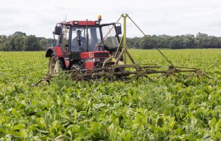 Sensus adviseert cichoreitelers schieters snel te verwijderen