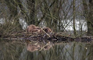 Bevers veroorzaken steeds meer schade in Noord-Brabant