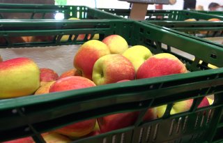 Nieuwe appels opvallend vroeg dit jaar bij fruitkwekerij in Groessen