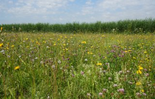 Buijtenland van Rhoon voert plan voor herstel biodiversiteit uit