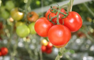 Mexico neemt maatregelen tegen dumping tomaten in VS