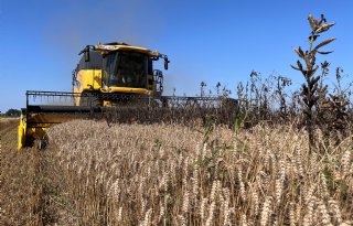 Mengsel van zomertarwe en veldbonen verrijkt varkensrantsoen
