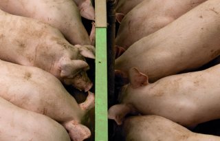 Deense varkenssector verliest geld aan te zware vleesvarkens