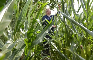 Mais is op enkele percelen dorstig