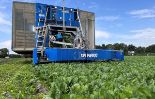 Gps-gestuurde machine oogst spinazie voor Albert Heijn op Brabantse zandgrond