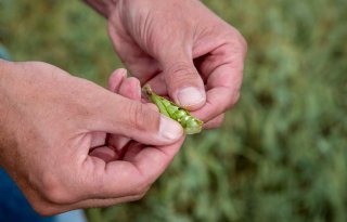 Nederlandse telers oogsten voor het eerst sinds jaren weer spliterwten