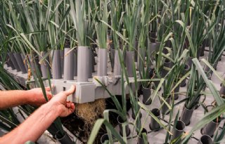 Maakt teelt van prei op water productie efficiënter?