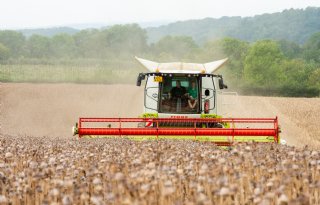 Limburgse loonwerker oogst blauwmaanzaad bij perfect weer