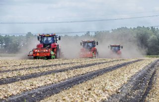 Grote oogst wil niet zeggen dat uienprijzen laag blijven
