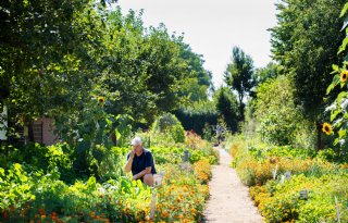 In Limburg zijn groenten allesbehalve vergeten