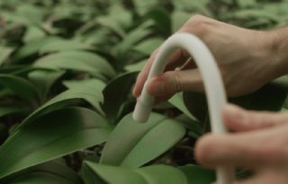 Teler stuurt steeds meer op basis van plant in plaats van klimaat