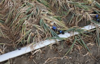 'Meeropbrengst in uien realiseer je met meer wortelmassa'