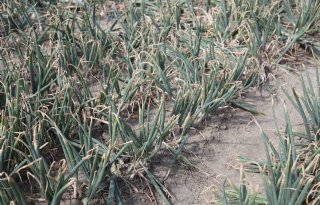 Grootste uienoogst komt dit jaar van de zandgronden