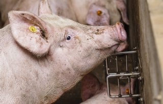 Nieuw project legt aandacht op drinkwatervoorziening bij varkens