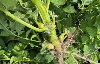 'Nieuwe' ziekte Stolbur dreigt voor pootaardappelen