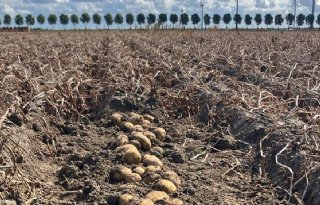 Aardappelhandelaren onderzoeken meerwaarde samenwerking