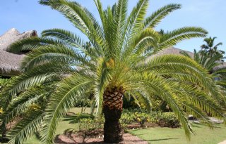 Drentse palmbomenkweker failliet, weinig hoop op doorstart