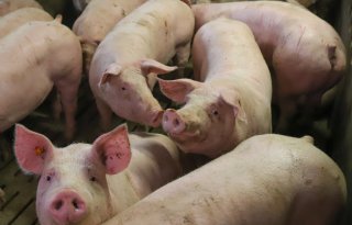 Russische drone-aanval treft Oekraïens bedrijf met 13.000 varkens